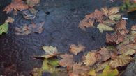 Autumn rain