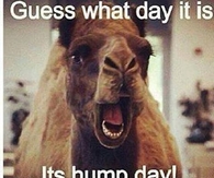 hump day