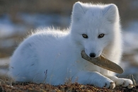 Baby Arctic Fox