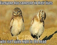 not quite right in the head