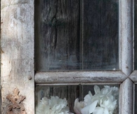 Pretty Flowers through an Old Window