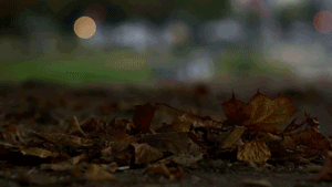 Jogging in autumn