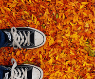 Leaves in the fall
