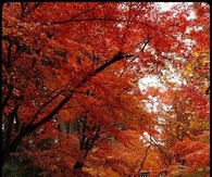 Pretty Autumn Day in the Park