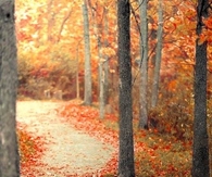 Fallen Leaves Decorate Forest Path