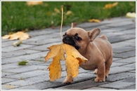 Autumn Cutie