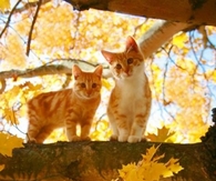 Autumn Kitties