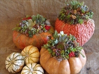 Pumpkins and Succulants