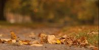 Fall Leaves Gif