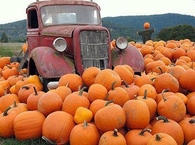 Vintage Truck in the Pumpkin Patch