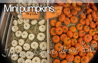 Mini Pumpkins