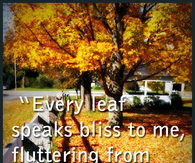 Every leaf