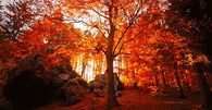 Autumn Sun Rays