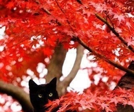 Black Cat in Red Tree