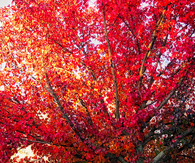 Red Tree & White Picket Fence
