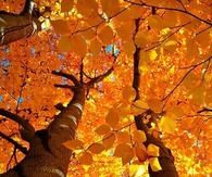 Leaves of Gold
