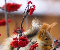 Squirrel and Red Berries