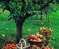 Fall Harvest