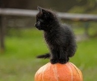 Black KItten sitting on Pumpkins