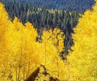 Rocky Mountain Cabin