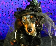 Dark witch dog