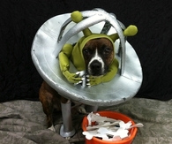Alien dog costume