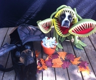Venus fly trap and fly dog costumes
