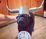 Flava Flav dog costume