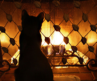 Kitty Enjoying the Warm Fire