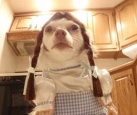 Dorothy dog costume