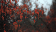 Soft autumn rain