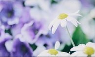 Rain on daisies