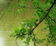 Steady rain