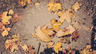 Fall leaves 