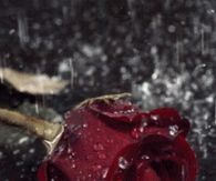 Wet rose