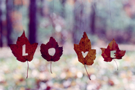Fall Leaves of Love
