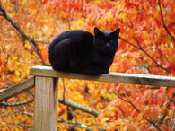 Pretty Black Cat Enjoying Autumn Weather