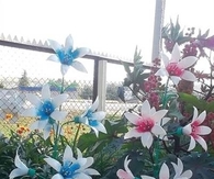 DIY Painted Plastic Bottle Flower
