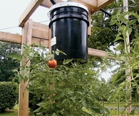 Topsy-Turvy Tomatoes