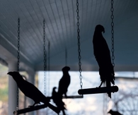 Ravens in waiting