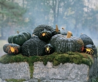 Spider Squash