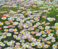 Daisies in the summer