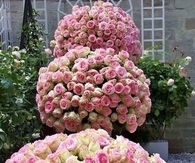 Bouquets of Roses