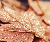 Macro wet leaf