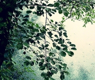 Drops of rain