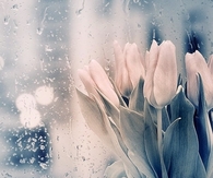 Flowers and rain