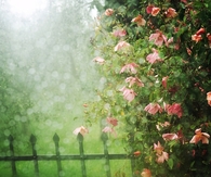 Sprinkles of rain