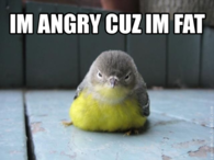 Im angry cuz im fat