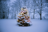 Christmas tree in the snow