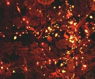 Orange lighting